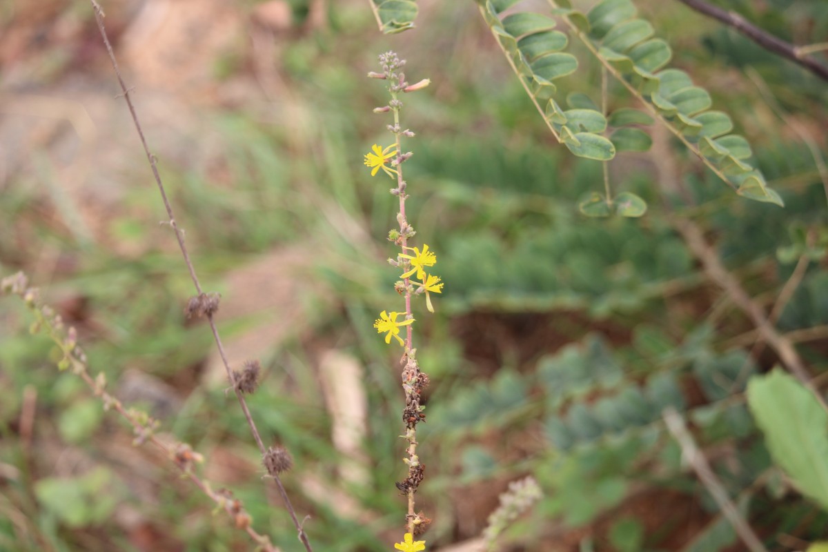 Triumfetta glabra Spreng.